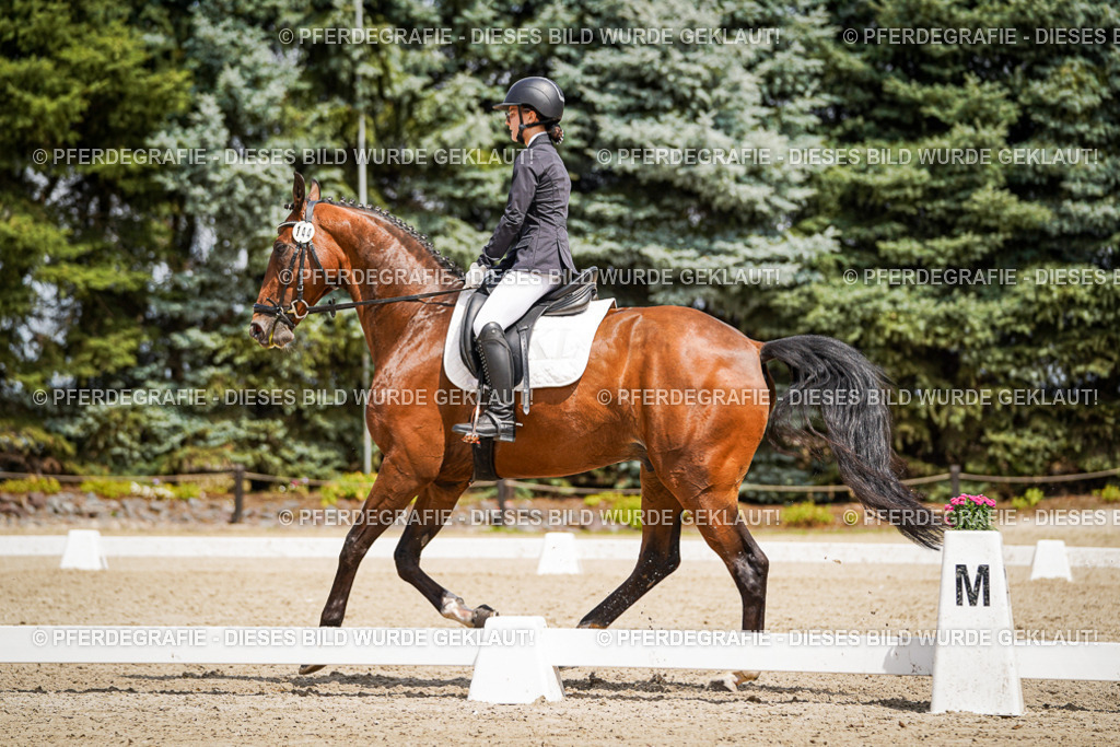 DSC02812 | Pferdegrafie