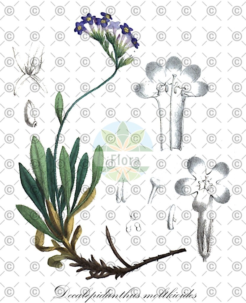 HistAbb_wfo-0001424426_1_ENZY_Simple | Historische Abbildung von Decalepidanthus moltkioides - Boraginaceae | Historical Illustration of Decalepidanthus moltkioides - Boraginaceae