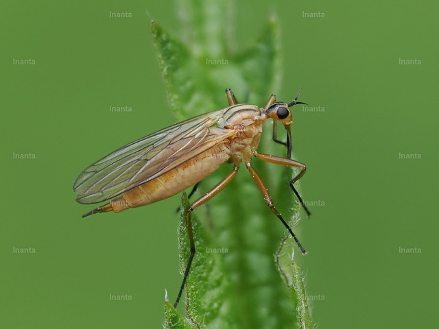 Rotbraune Tanzfliege (Empis stercorea) | Die Rotbraune Tanzfliege (Empis stercorea) ist eine 5–8 mm große, rotbraun gefärbte Tanzfliege aus der Familie der Empididae. Sie wird häufig an Waldrändern, Hecken und auf Feuchtwiesen beobachtet. –  – The Red-brown Dance Fly (Empis stercorea) is a 5–8 mm reddish-brown dance fly from the family Empididae. It is commonly found along forest edges, hedges and in damp meadows. - Realisiert mit Pictrs.com