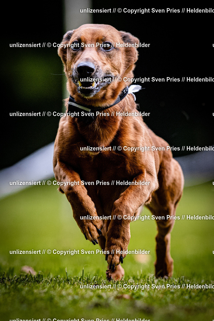 Sven Pries | 2025-10-03 - Hunderennen Obergrombach - Realisiert mit Pictrs.com