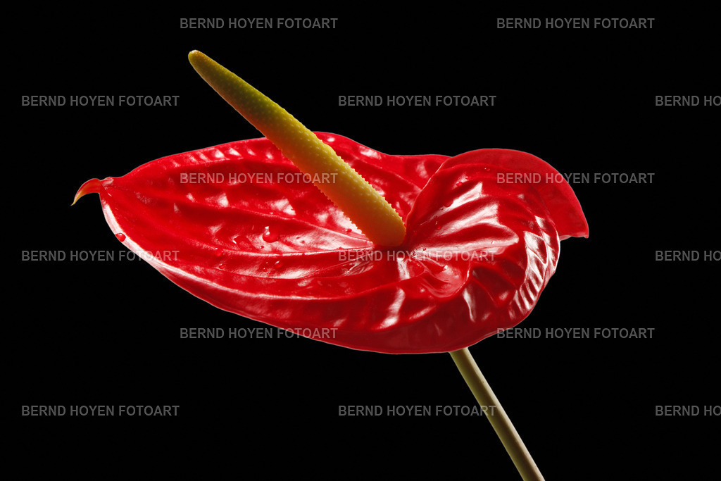 lordly flamingo | Portrait einer Anthurie. Diese Nahaufnahme habe ich nur leicht nachbearbeitet. | Portrait of an anthurium. I have only slightly reworked this close-up. - Realisiert mit Pictrs.com