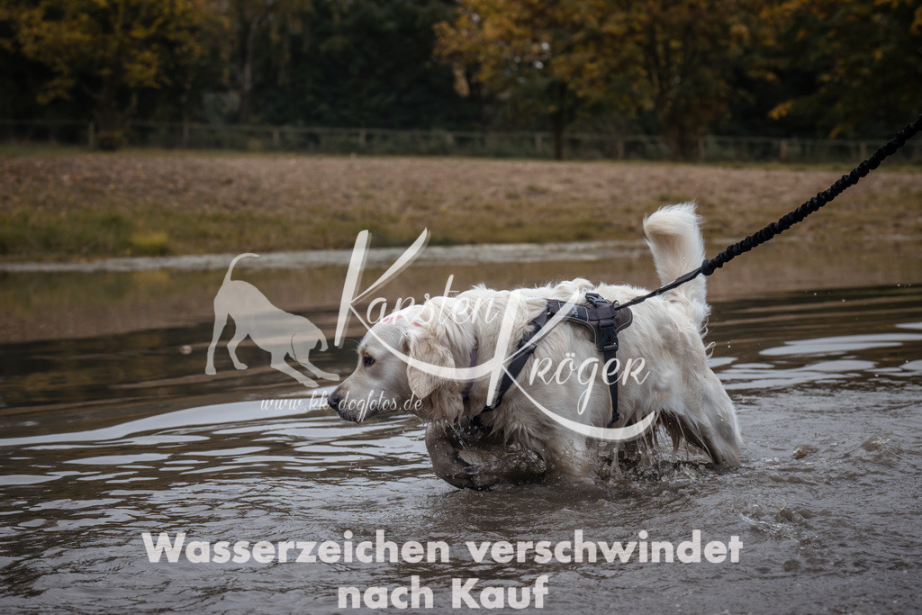 1311_ZZ93206 | kk-dogfotos