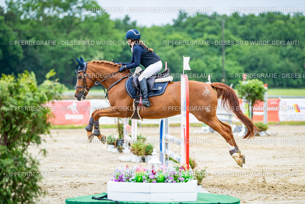 DSC01220 | Pferdegrafie