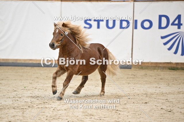 24_Butschmann - Bel Ami_963_0527 | Björn Schroeder Pferdefotografie