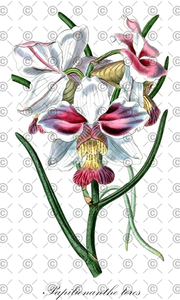 HistAbb_wfo-0001150492_1_ENZY_Simple | Historische Abbildung von Papilionanthe teres - Orchidaceae | Historical Illustration of Papilionanthe teres - Orchidaceae