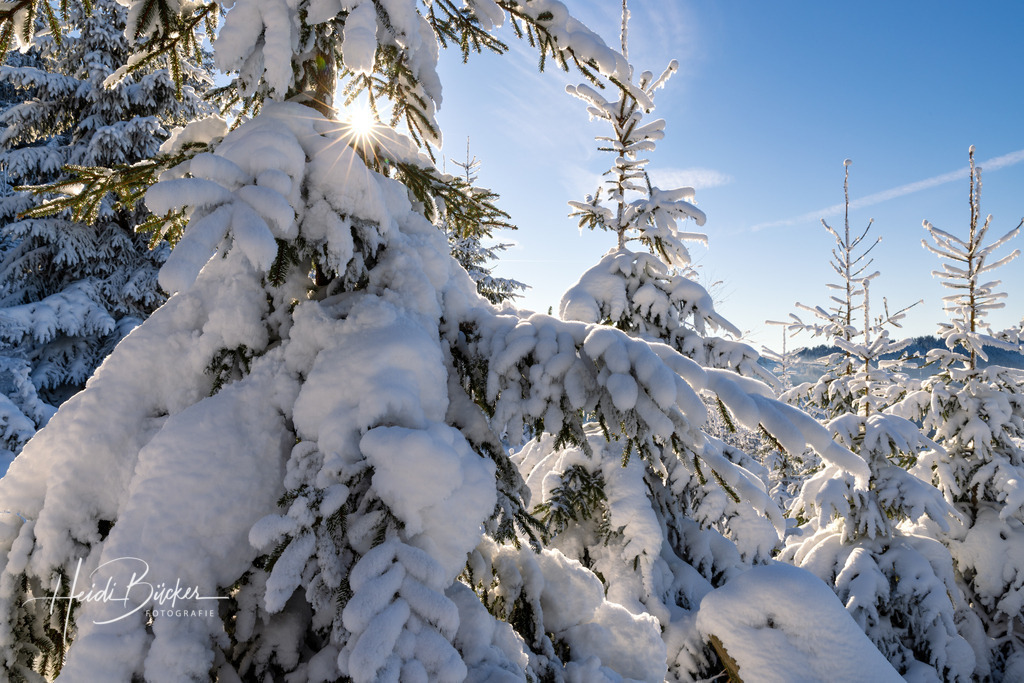 Schneebedeckte Tannen auf dem Hohen Knochen | Schneebedeckte Tannen auf dem Hohen Knochen - Realisiert mit Pictrs.com