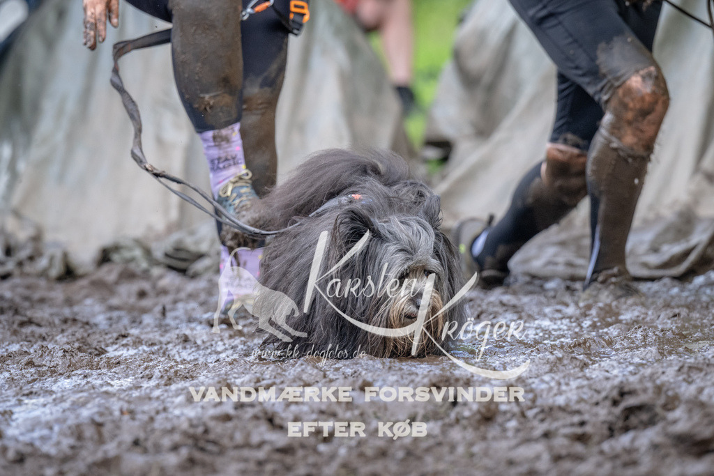 1637_ZZ93844 | kk-dogfotos