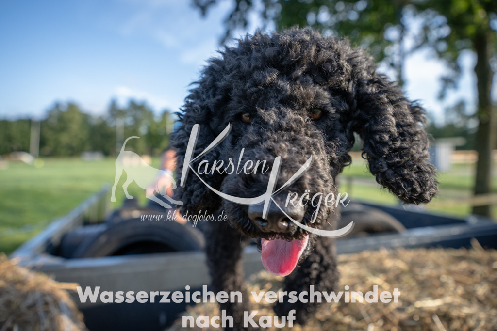 0825_ZZ91356 | kk-dogfotos