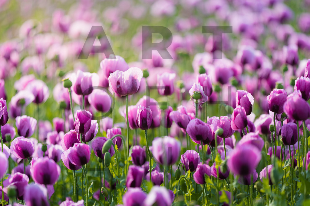 Ein Hans Fineart Original | Entdecke die Kunst von Hans Fineart - Fotografien für dein Zuhause. Verwandle deine Wände mit einzigartigen Kunstwerken und bringe die Schönheit der Welt in dein Leben. Bestelle jetzt und schaffe einen Ort der Inspiration und Eleganz.