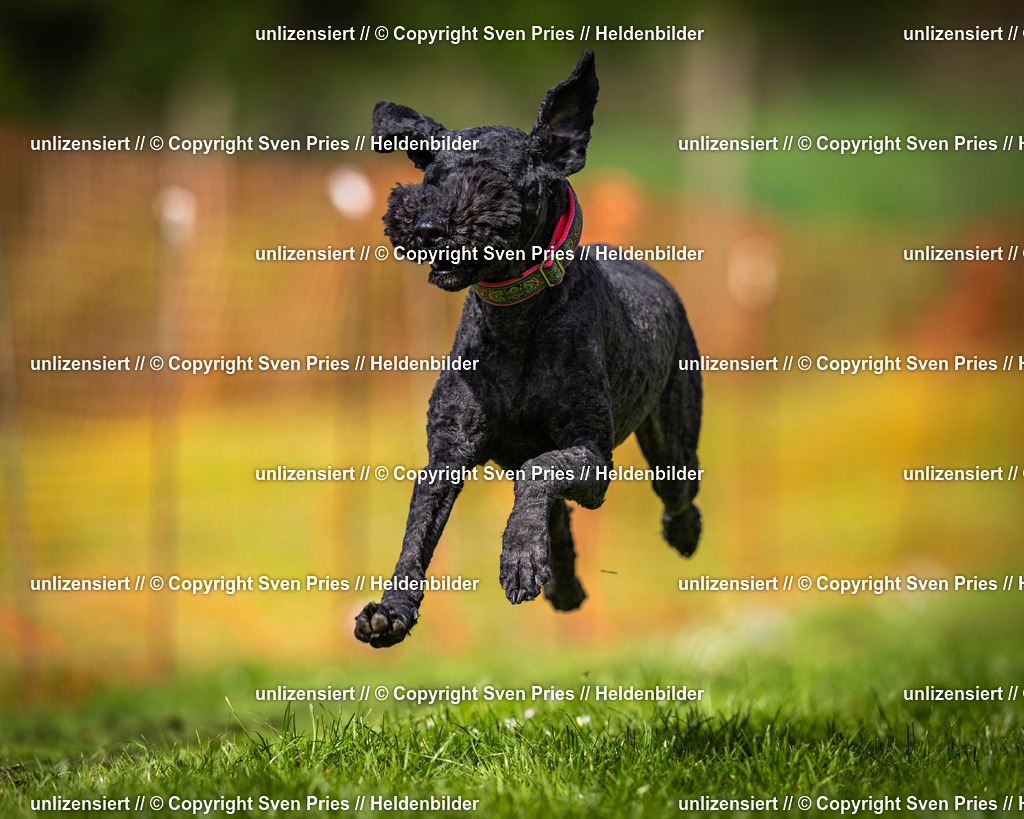 Sven Pries | 2025-04-13 - Hunderennen Baden-Baden - Realisiert mit Pictrs.com