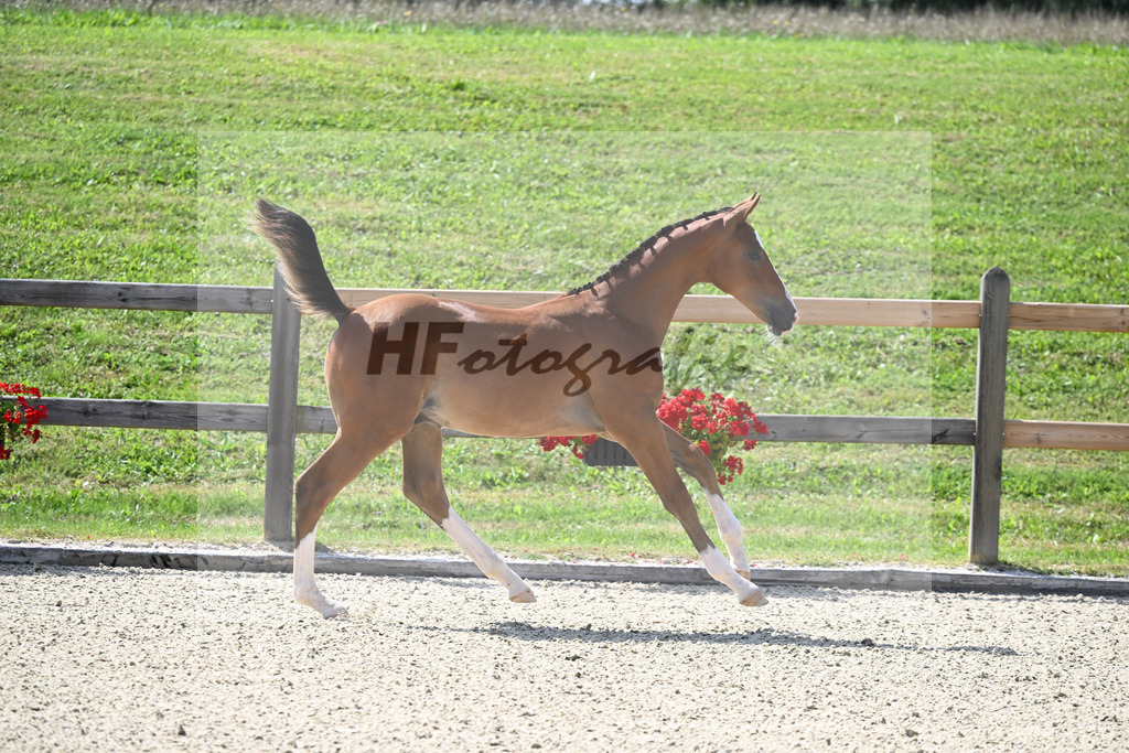 Kat-Nr. 67 HF Vingino x Cornado I_Kinnigkeit_28230742 | hf-fotografie - Realisiert mit Pictrs.com