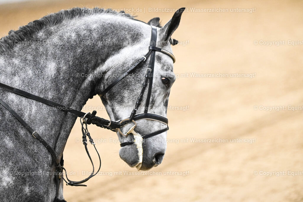 20260307_Hengstvorstellung-Marbach_0101 | equistock