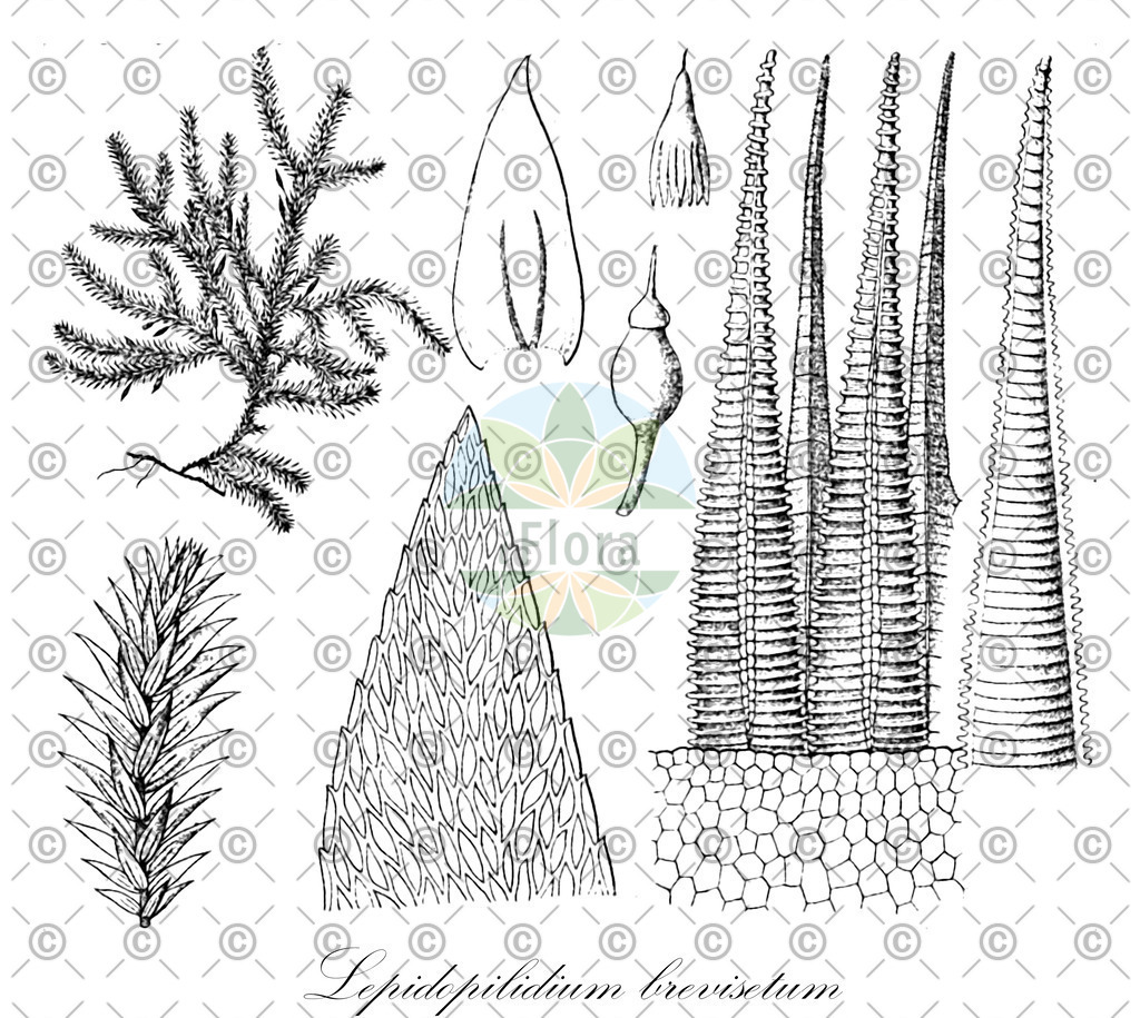 HistAbb_wfo-0000067229_1_ENZY_Simple | Historische Abbildung von Lepidopilidium brevisetum - Callicostaceae | Historical Illustration of Lepidopilidium brevisetum - Callicostaceae