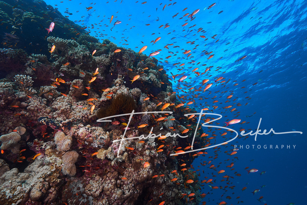 Juwelen des Meeres | Einzigartige Wandbilder von faszinierenden Unterwasserwelten. Exklusive Kunst für Empfangsbereiche, Wohnraum oder Wartezimmer. - Realisiert mit Pictrs.com