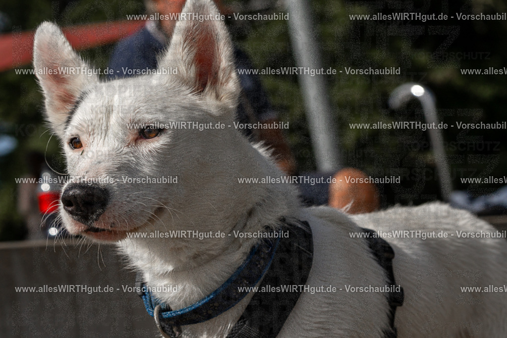 Hundeschwimmen_Volksbad_2026-allesWIRTHgut_Tierfotografie-2609061526-FAY07222 | Professionelle Tierfotografie in Mönchengladbach von Daniel Wirth (allesWIRTHgut). Liebevolle & natürliche Bilder von Hunden & Katzen für unvergessliche Erinnerungen.