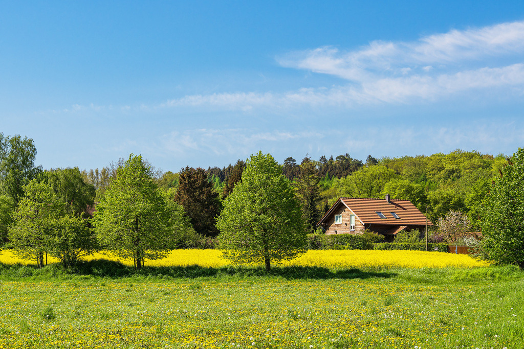 Rapsfeld mit Bäumen und Wiese bei Parkentin | Rapsfeld mit Bäumen und Wiese bei Parkentin.