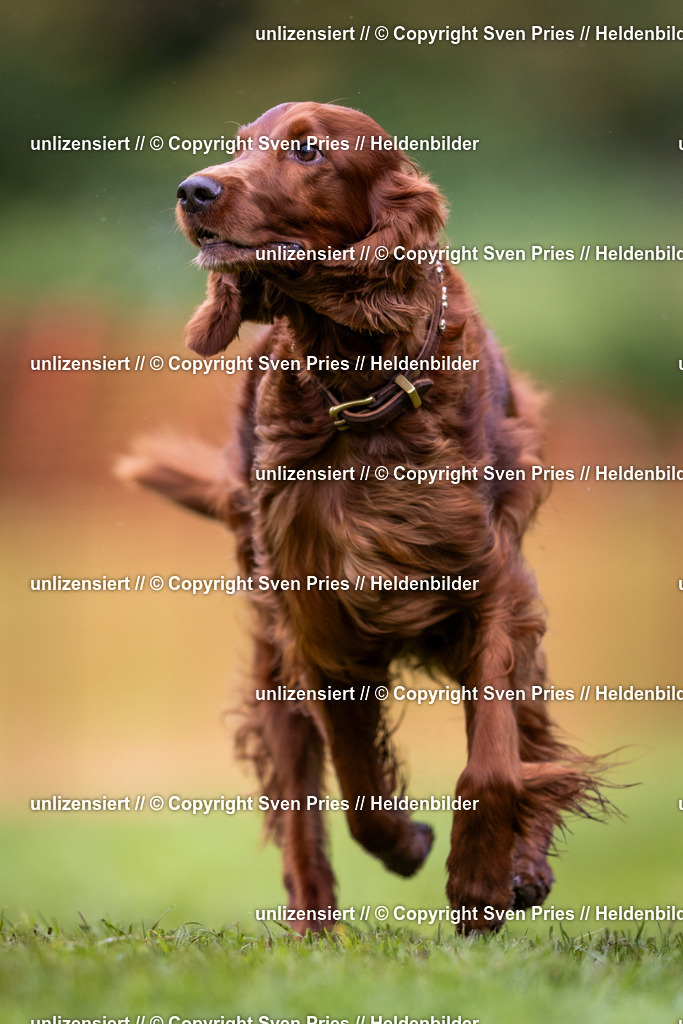 Sven Pries | 2024-04-21 - Hunderennen Baden-Oos
Foto: Sven Pries - Realisiert mit Pictrs.com