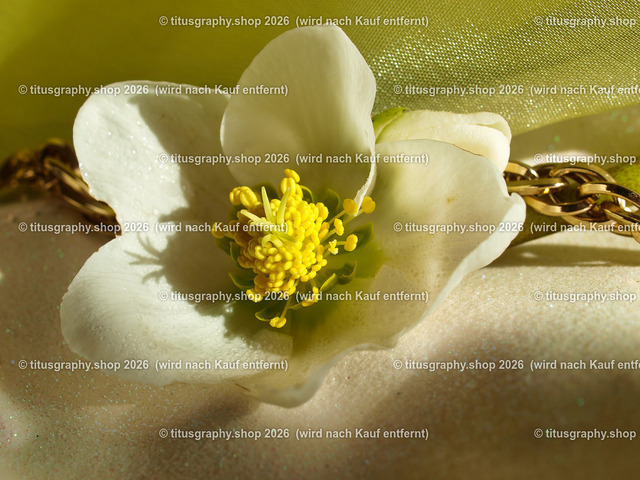 titusgraphy_P2244246-vz-ln | titusgraphy-shop: Geschenkideen mit Qualitätsfotos. titusgraphy-shop: gift ideas with quality photos. titusgraphy-shop: idées cadeaux avec photos de qualité.  - Realisiert mit Pictrs.com