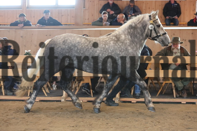 Dreijährige_Stuten_KN_43_Fila (9) | Alle Fotos der Reiterjournal Fotografin Doris Matthaes im Reiterjournal Online-Fotoshop. - Realisiert mit Pictrs.com