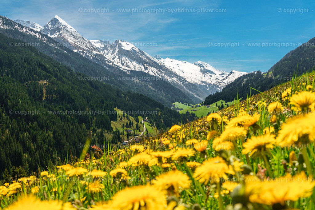 Tux im Frühling copyright  Thomas Pfister-1 | PHOTOGRAPHY BY THOMAS PFISTER
