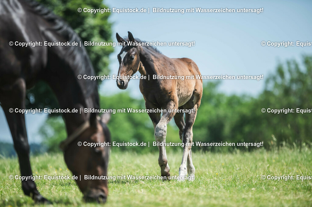 20210617_Fohlen_0219 | Foto: Thomas Hartig