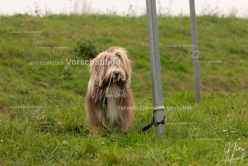 _16A0775 | Einzigartige Fotos von Hunden & Menschen –Actionfotos, Portraits, Vereinsaufnahmen & Paarshootings – authentisch, lebendig & mit Herz.