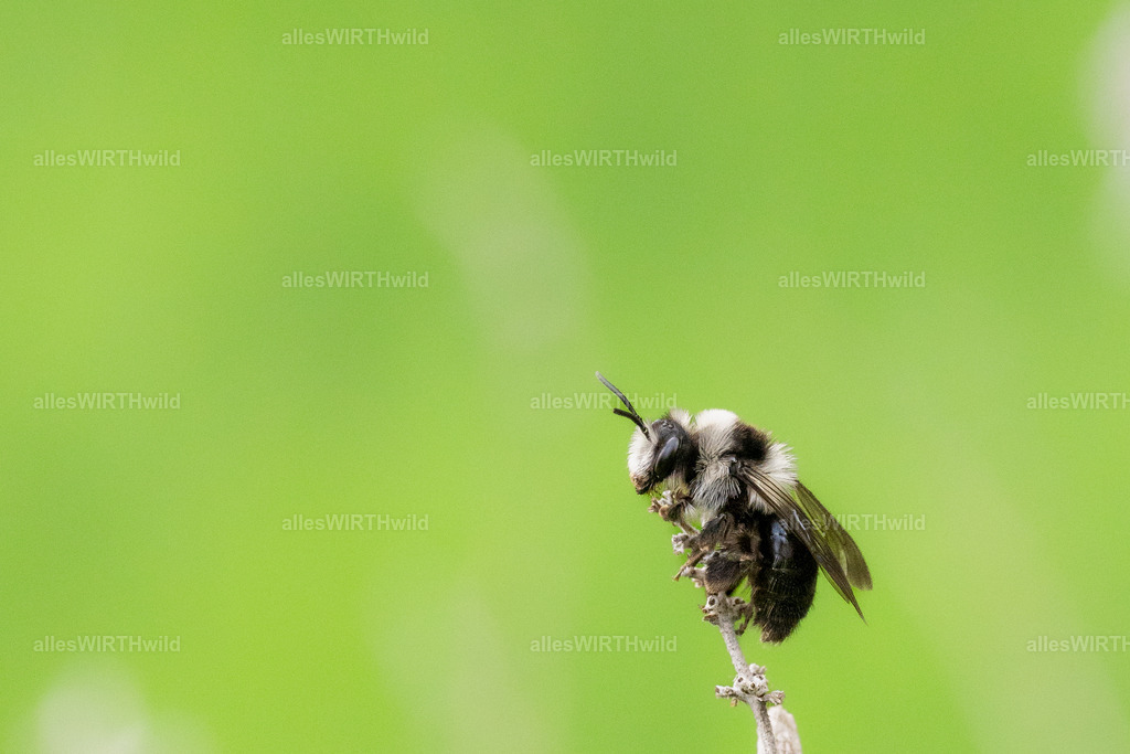 Gipfelstürmer | Entdecke die faszinierende Welt der Natur- und Wildlife-Fotografie von Daniel und Bärbel. Inspirierende Bilder von wilden Tieren und kleinen Naturwundern.