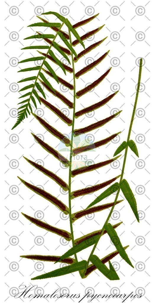 HistAbb_wfo-0001183232_1_ENZY_Simple | Historische Abbildung von Homalosorus pycnocarpos - Diplaziopsidaceae | Historical Illustration of Homalosorus pycnocarpos - Diplaziopsidaceae (narrow-leaved glade fern;narrow-leaved-spleenwort;glade fern)