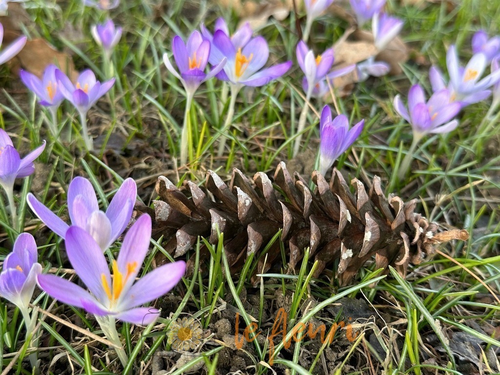 Schadaupark | Dies ist der Shop von Florian Blum - le fleuri. Langenthal, Bern, SchweizSie können hier meine oder ihre eigenen Fotos als Fotoprodukte kaufen. Tassen, Schlüsselanhänger, Taschen etc. können Sie hier gestalten.  - Realisiert mit Pictrs.com