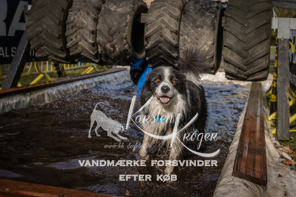 1407_ZZ94041 | kk-dogfotos