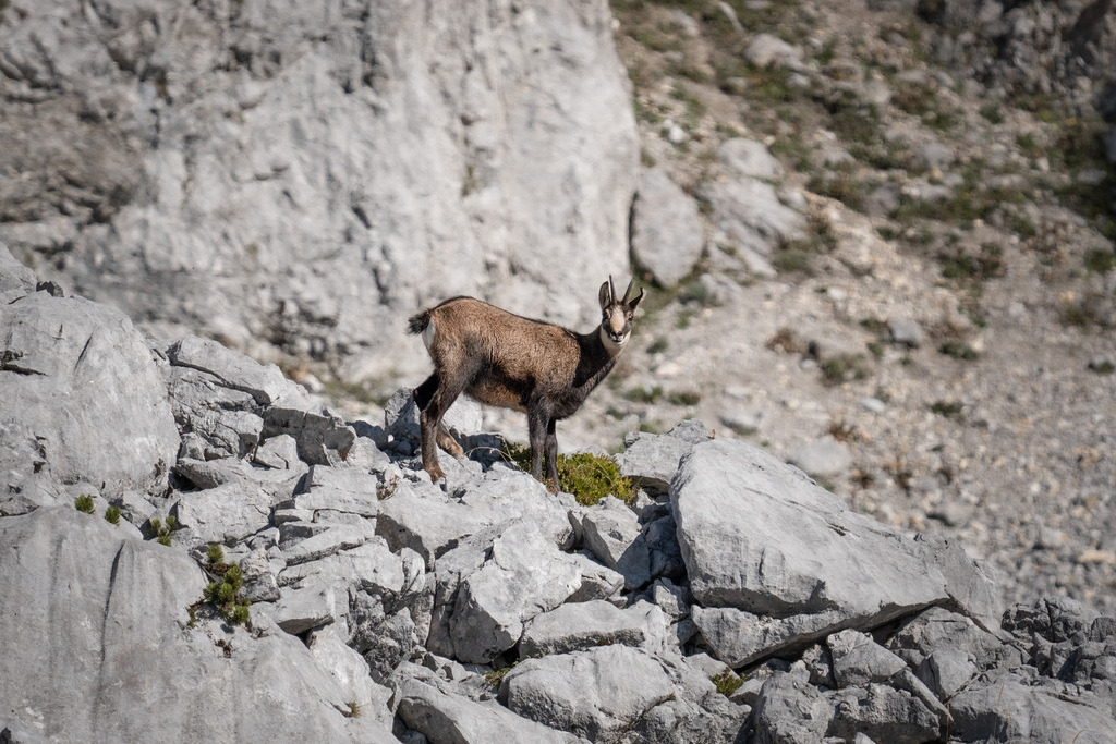 Gams am Wilden Kaiser | Es ist immer wieder ein Glück, wenn dir eine Gämse im Wilden Kaiser Gebirge über den Weg laufen. - Realisiert mit Pictrs.com