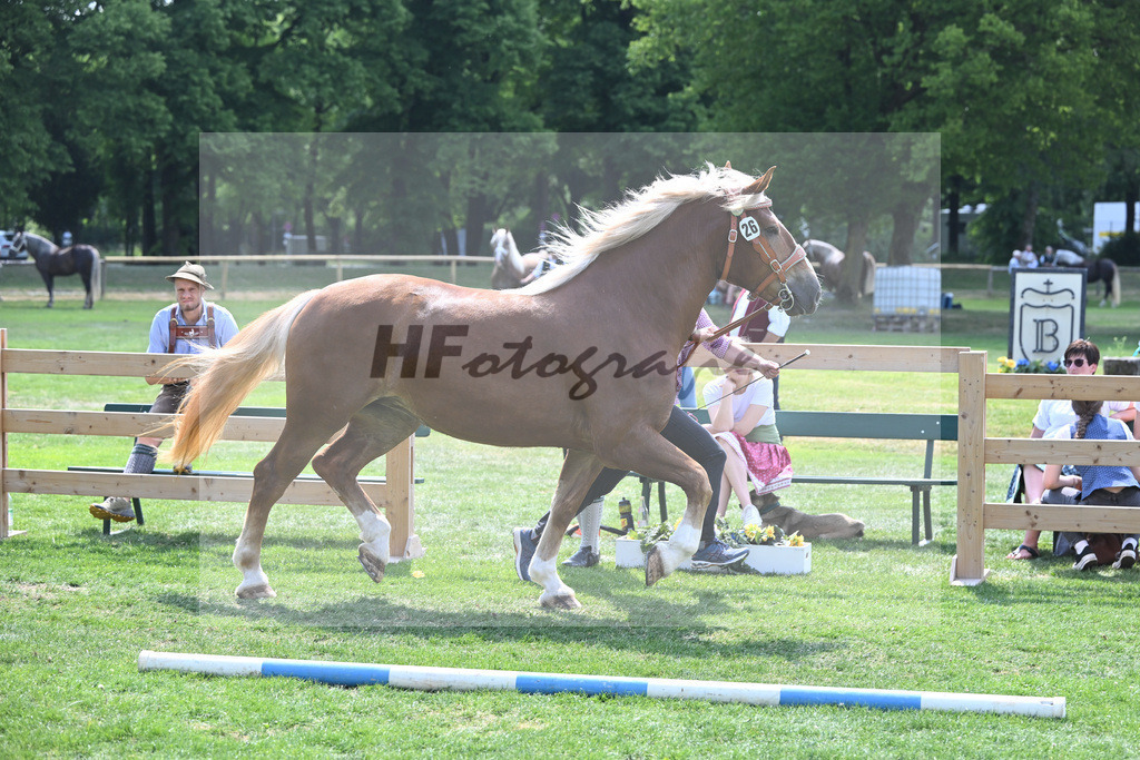 Kat-Nr. 26 Coco_Lichtenegger_20230410 | hf-fotografie - Realisiert mit Pictrs.com