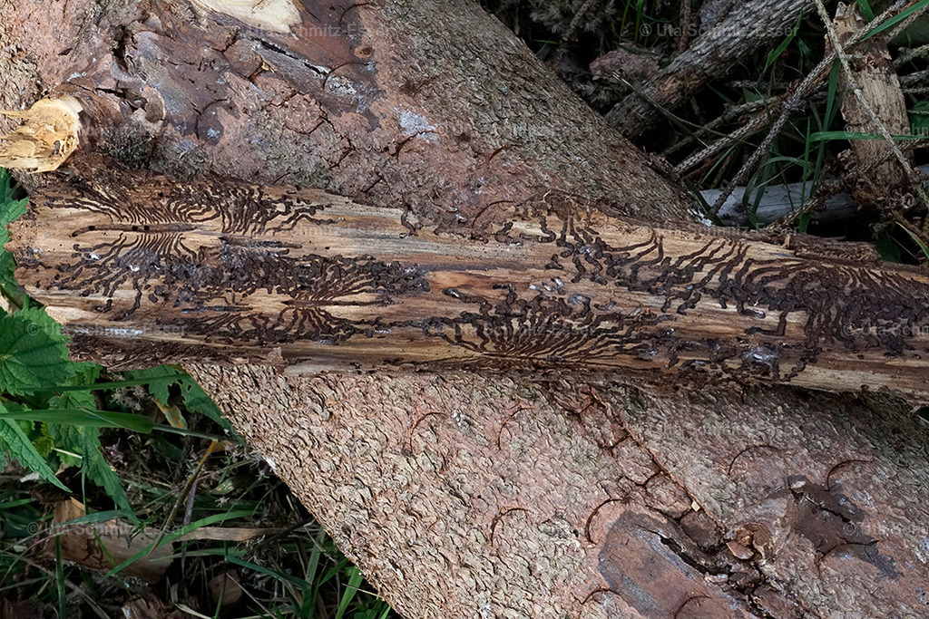 Wald_03 | CEUS Design - Realisiert mit Pictrs.com