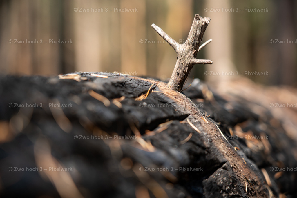 Fremdenweg_nahe_Katzenstein_Waldbrand_Rinde_Zweig | 2022-08-30_Waldbrandgebiete_1 - Realisiert mit Pictrs.com