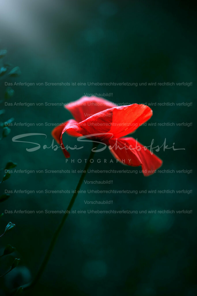 Wandbild Mohn | People- und Tierfotografie, Imageaufnahmen, Veranstaltungsfotografie und Wandbilder aus der Natur ★ Made in Germany ✔️ Druck + Downloads ✔️ Naturfotografie in Top Qualität ★ schneller Versand, weltweite Lieferung! - Realisiert mit Pictrs.com