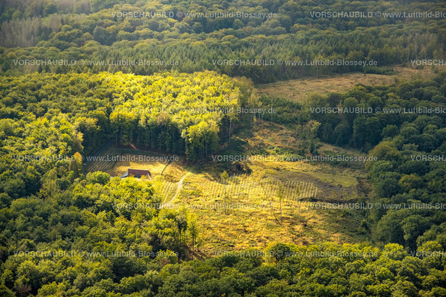 Menden220901346 | Luftbild, Waldgebiet mit Lichtung, Waldarbeiten und Baumpflanzung mit Baumschutzhüllen, Menden, Ruhrgebiet, Nordrhein-Westfalen, Deutschland