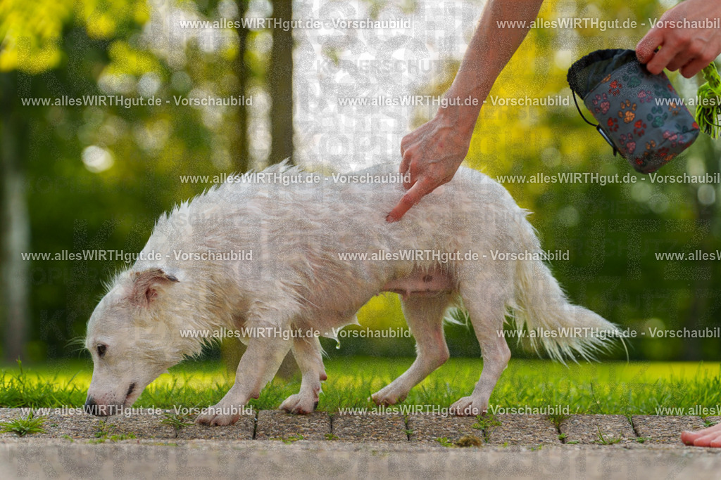 Hundeschwimmen_Grefrath_2026-allesWIRTHgut_Tierfotografie-15_40-7R509471 | Professionelle Tierfotografie in Mönchengladbach von Daniel Wirth (allesWIRTHgut). Liebevolle & natürliche Bilder von Hunden & Katzen für unvergessliche Erinnerungen.