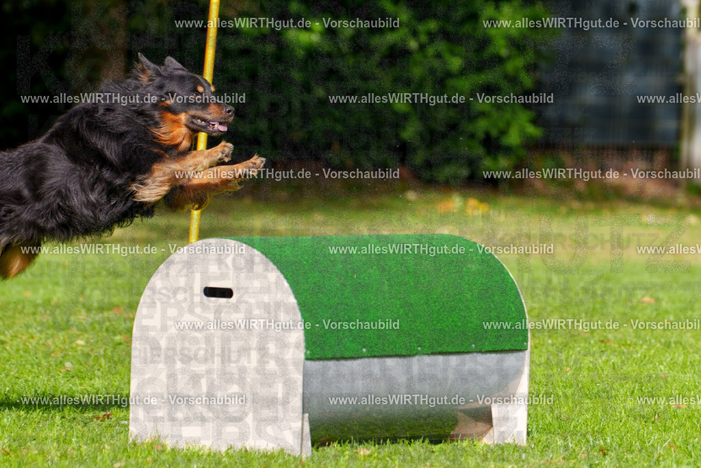 THS_Turnier_27-09-2026-allesWIRTHgut_Tierfotografie-7R506556 | Professionelle Tierfotografie in Mönchengladbach von Daniel Wirth (allesWIRTHgut). Liebevolle & natürliche Bilder von Hunden & Katzen für unvergessliche Erinnerungen.