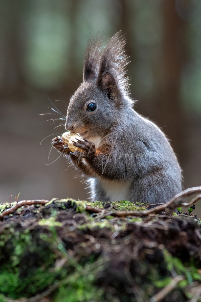 Eichhörnchen | Eichhörnchen im Wald