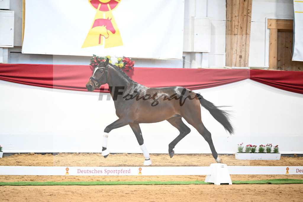 Kat-Nr. 7 Bon Vivaldi x Florencio I_Kornes_43231778 | hf-fotografie - Realisiert mit Pictrs.com