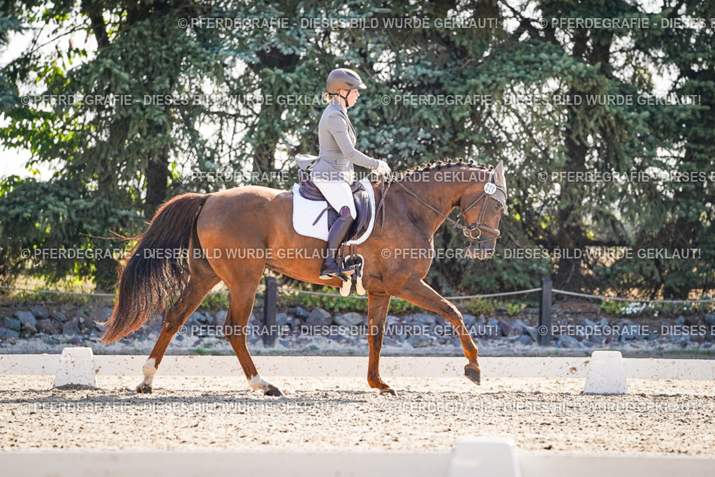 DSC09881 | Pferdegrafie