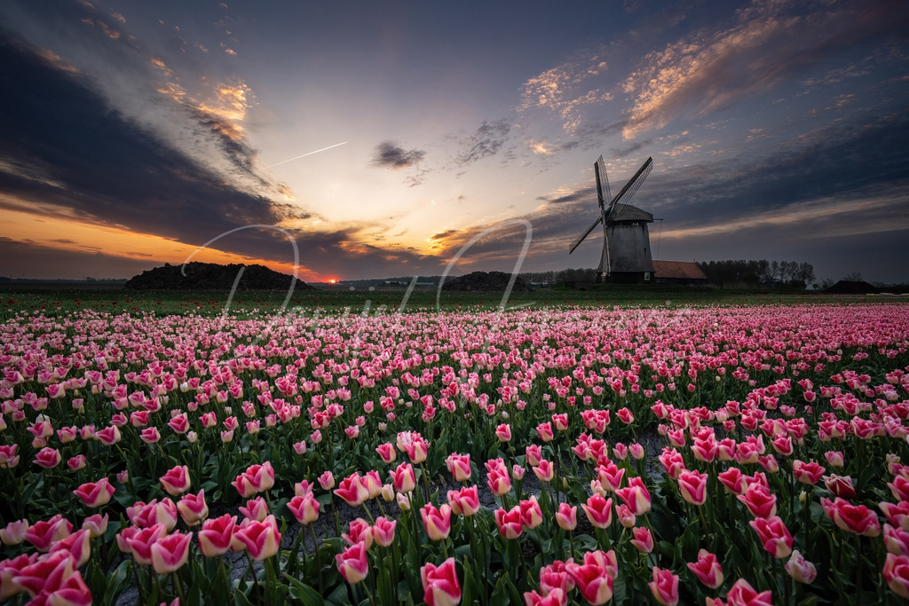 Holland | Windmühle und Tulpenmeer zum Abendrot in der Nähe von Alkmaar
