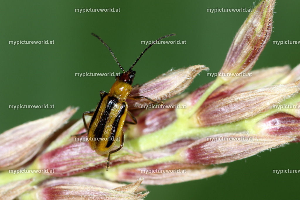 Diabrotica virgifera-001 | Das Bilderarchiv über Tiere, Planzen und Landschaften. In der Bilddatenbank finden Sie ein große Auswahl an hochwertigen Bilder für Ihre Werbung - Realized with Pictrs.com