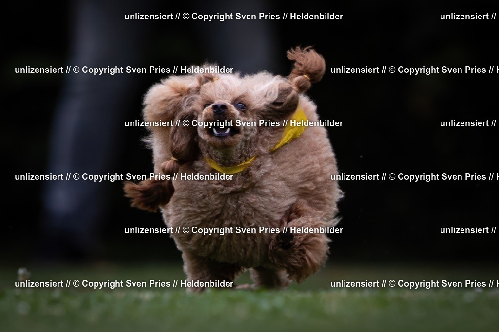 Sven Pries | 19. Allgemeines Hunderennen Karlsruhe Durlach - Realisiert mit Pictrs.com