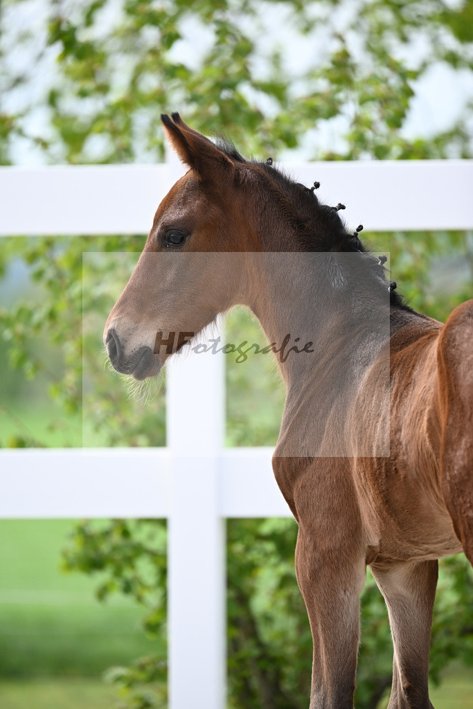 Kat-Nr. 18 HF La Paix x Escamillo_Kusterer_23260459 | hf-fotografie - Realisiert mit Pictrs.com