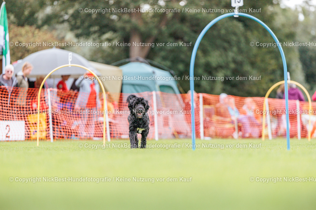 BSP Hoopers-H2-2026-Nickbest-Hundefotografie-TuS Komet Arsten e.V.-5488 | Dein Hund! Dein Moment! Deine Erinnerungen! Hundefotografie in Bremen Blumenthal. Ich fange die besonderen Momente deines Vierbeiners ein – ob Indoor mit Blitzanlage oder in der freien Natur. Sicher dir dein Moment und dein Termin für eure Erinnerungen.