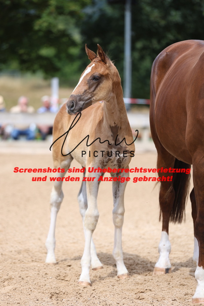 Fohlenschau_Schwäbisch_Hall_dressurbetonte_Fohlen_KN 5_9 | lmwpictures - Realisiert mit Pictrs.com