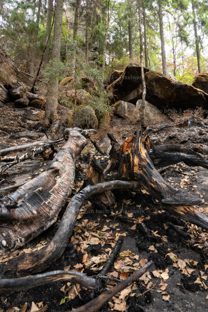 Obere_Affensteinpromenade_Felsen_Baumstumpf_Wurzel_Laub | 2022-09-02_Waldbrandgebiete_2 - Realisiert mit Pictrs.com