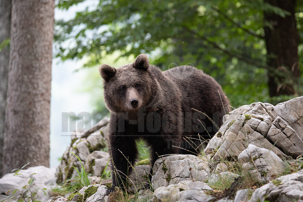 20190813093134-3 | Der Braunbär gehört zu den Säugetieren aus der Familie der Bären. In Eurasien und Nordamerika kommt er in mehreren Unterarten vor, darunter Europäischer Braunbär, Grizzlybär und Kodiakbär. Als eines der größten an Land lebenden Raubtiere der Erde spielt er in zahlreichen Mythen und Sagen eine wichtige Rolle.  - Realisiert mit Pictrs.com