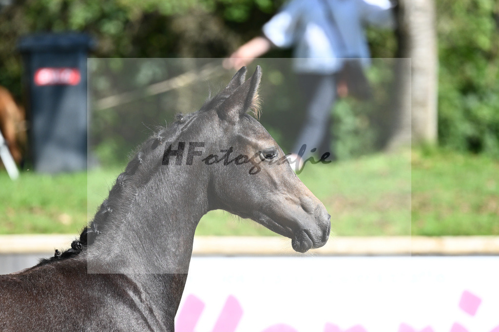 Praesentation Auktionsfohlen_36230100 | hf-fotografie - Realisiert mit Pictrs.com